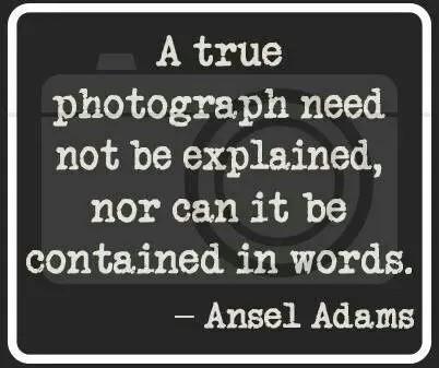 embed